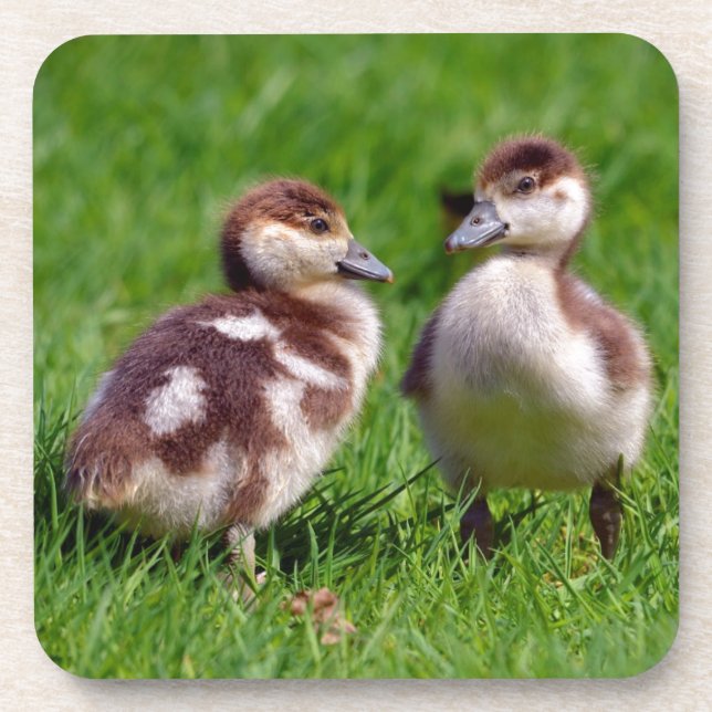Two chicks of Egyptian Geese Drink Coaster (Front)