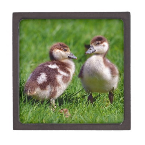 Two chicks of Egyptian Geese Gift Box