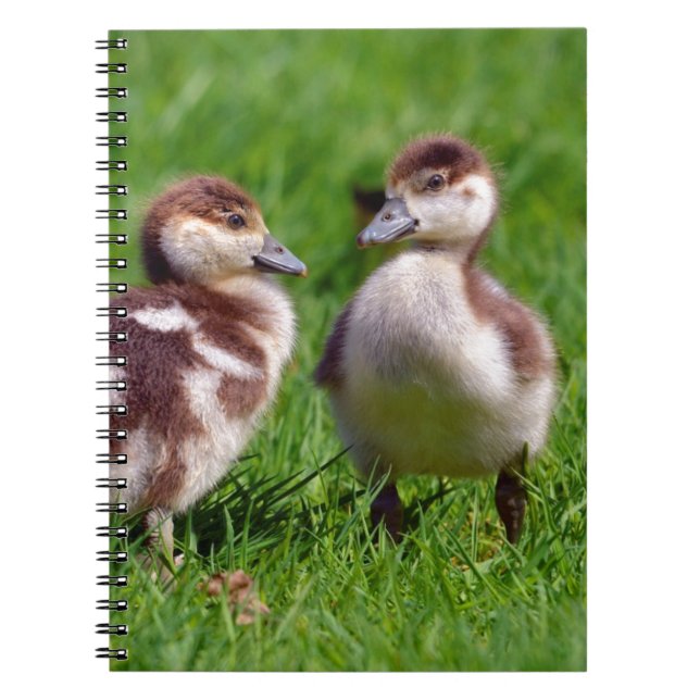Two chicks of Egyptian Geese Notebook (Front)