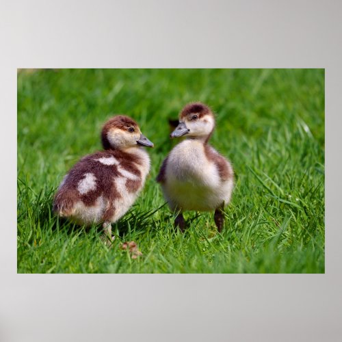 Two chicks of Egyptian Geese Poster
