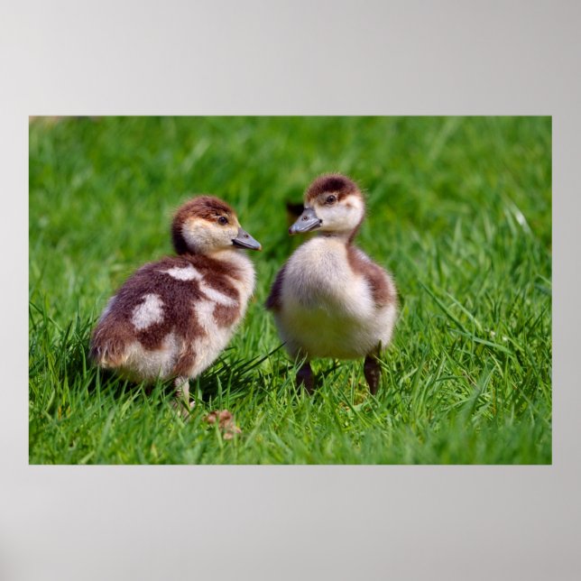 Two chicks of Egyptian Geese Poster (Front)
