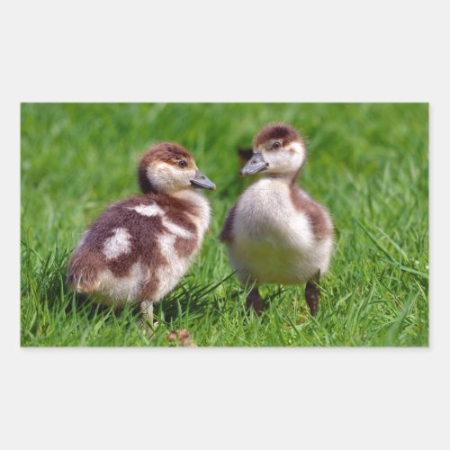 Two chicks of Egyptian Geese Rectangular Sticker