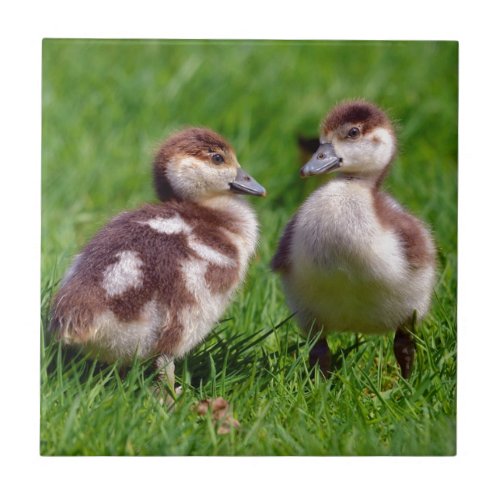 Two chicks of Egyptian Geese Tile