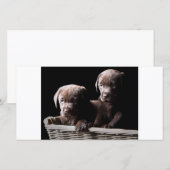 Two Chocolate Labrador Puppies (Front/Back)