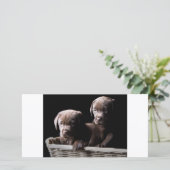 Two Chocolate Labrador Puppies (Standing Front)
