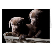 Two Chocolate Labrador Puppies (Front Horizontal)