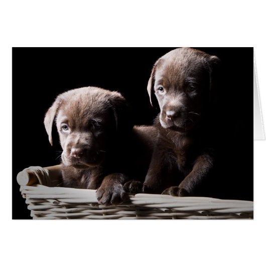 Two Chocolate Labrador Puppies Cards (Front Horizontal)