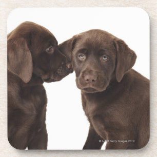 Two chocolate Labrador Retriever Puppies Beverage Coaster