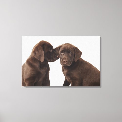 Two chocolate Labrador Retriever Puppies Canvas Print