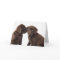 Two chocolate Labrador Retriever Puppies