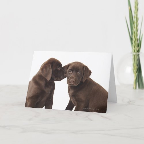 Two chocolate Labrador Retriever Puppies Card