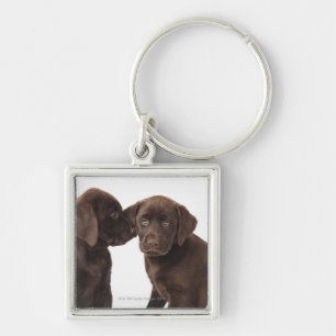 Two chocolate Labrador Retriever Puppies Keychain