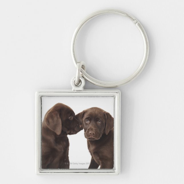 Two chocolate Labrador Retriever Puppies Keychain (Front)