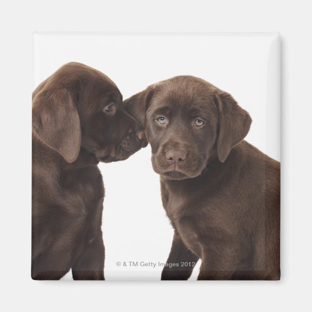 Two chocolate Labrador Retriever Puppies Magnet (Front)