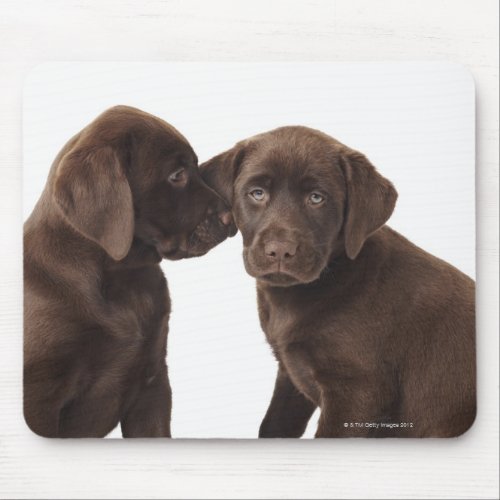 Two chocolate Labrador Retriever Puppies Mouse Pad