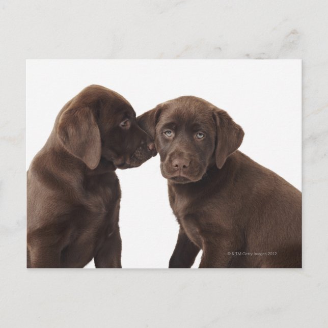 Two chocolate Labrador Retriever Puppies Postcard (Front)