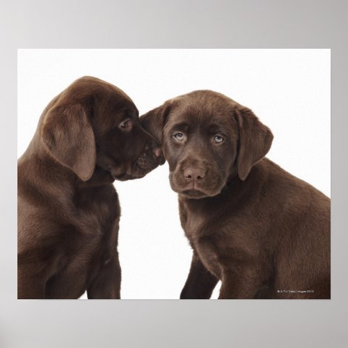 Two chocolate Labrador Retriever Puppies Poster