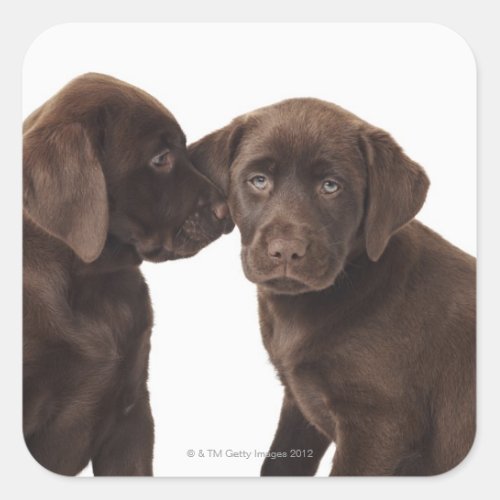 Two chocolate Labrador Retriever Puppies Square Sticker