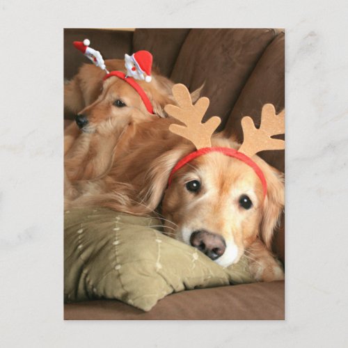 Two Christmas Holiday Golden Retrievers