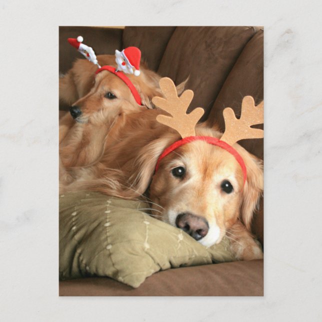 Two Christmas Holiday Golden Retrievers Postcard (Front)