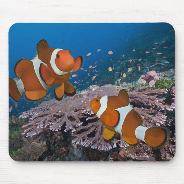 Two Clownfish Mouse Pad (Front)