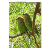 Two Cockatoos of Arizona (Front)