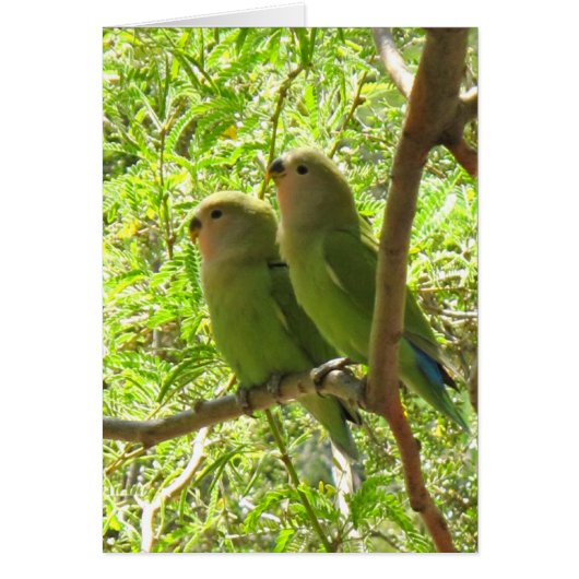 Two Cockatoos of Arizona Cards (Front)