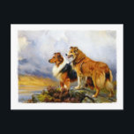 Two Collie Dogs above a Lake Postcard<br><div class="desc">It's said that " Love does not consist in gazing at each other, but in looking outward together in the same direction." Collies in a Highland Landscape by Wright Barker (1863-1941), a British Oil painter of pastoral and genre subjects. Exhibited at the leading London galleries from 1891, mainly at the...</div>