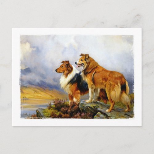 Two Collie Dogs above a Lake Postcard