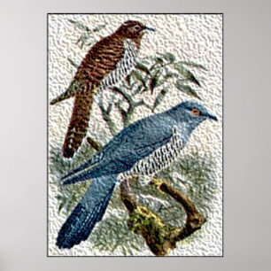Two Colored Cuckoo Birds in Textured Poster