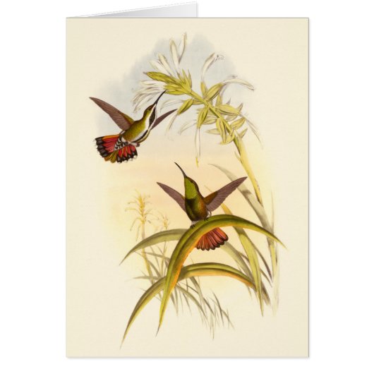 Two Colorful Hummingbirds Aiming for Same Flower (Front)