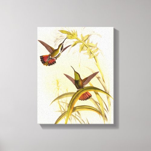 Two Colorful Hummingbirds Aiming for Same Flower Canvas Print
