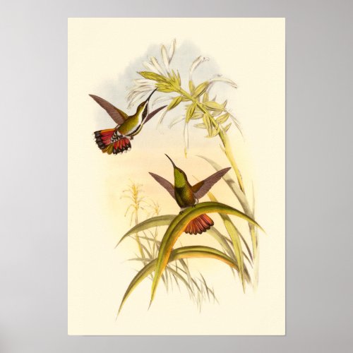 Two Colorful Hummingbirds Aiming for Same Flower Poster