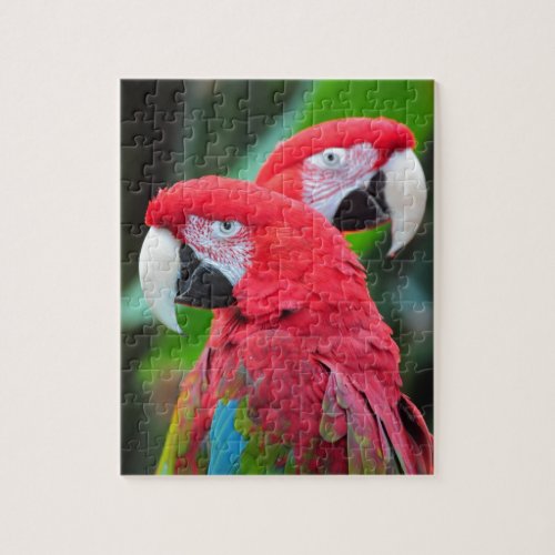 Two colorful macaw parrots jigsaw puzzle