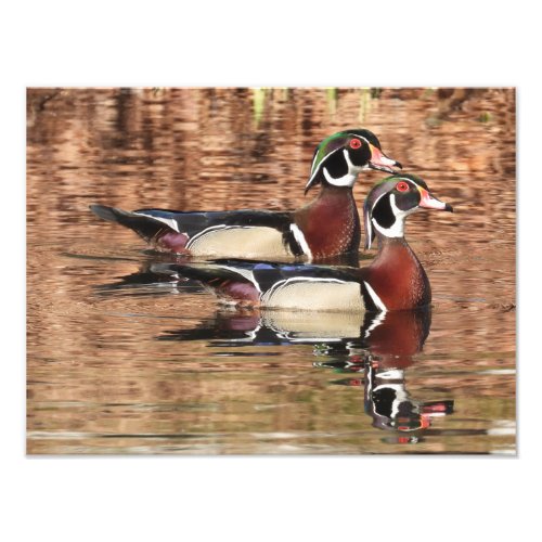 two Colorful Male Wood Ducks swimming on a pond Photo Print