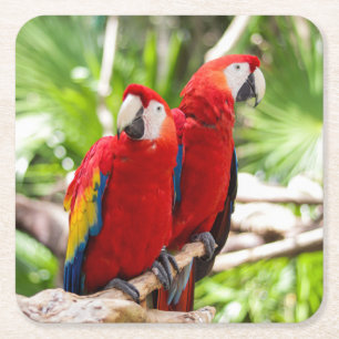 Two Colorful Parrots on a Tree Branch Square Paper Coaster