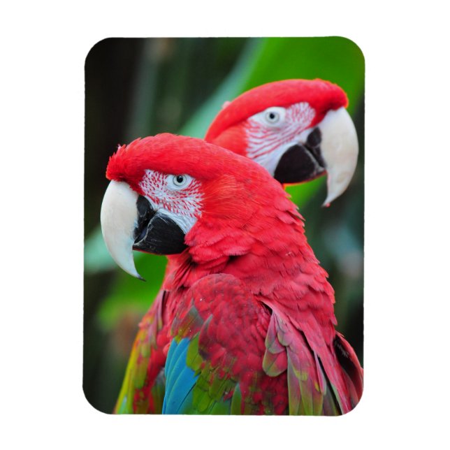 Two colorful parrots print magnet (Vertical)