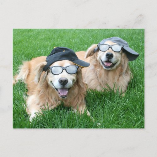 Two Cool Golden Retrievers in Hats and Sunglasses Postcard