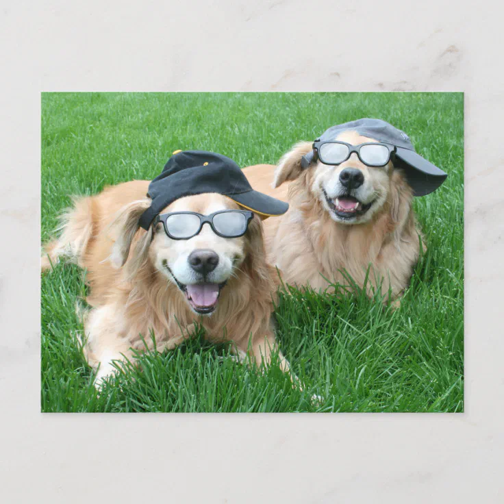 Two Cool Golden Retrievers in Hats and Sunglasses Postcard | Zazzle