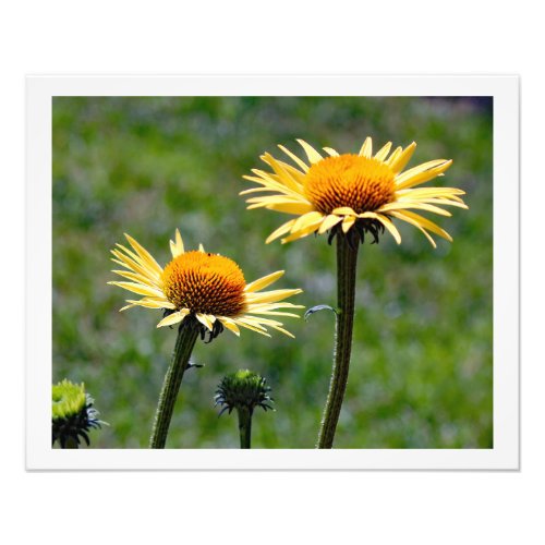 Two cornflowers in the meadow photo print