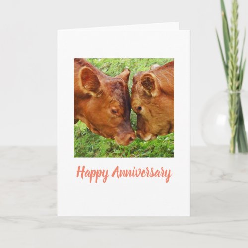 Two cows Anniversary Card