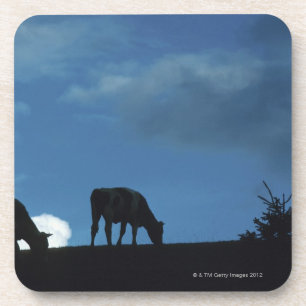 Two cows in silhouette grazing on hillside beverage coaster