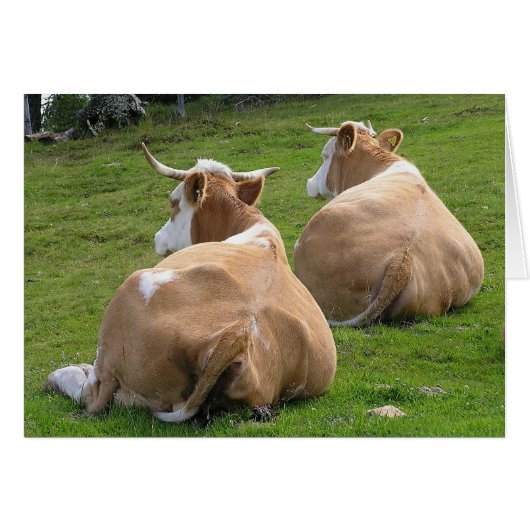 Two Cows Resting Cards (Front Horizontal)