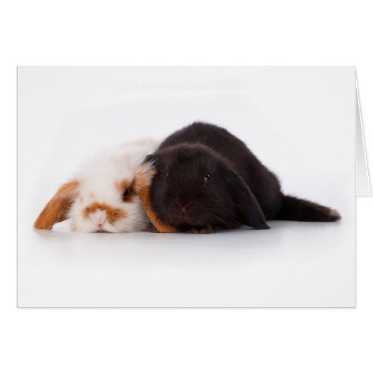 Two cute baby bunnies cards (Front Horizontal)