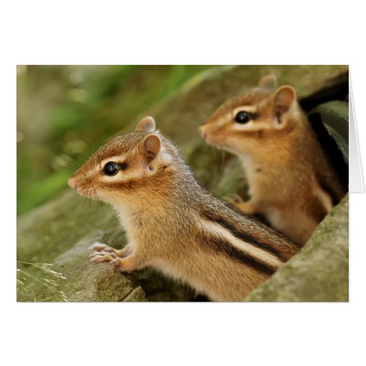 Two Cute Baby Chipmunks Cards (Front Horizontal)