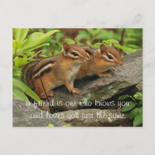 Two Cute Baby Chipmunks Friend Quote Postcard