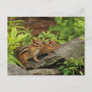 Two Cute Baby Chipmunks Postcard