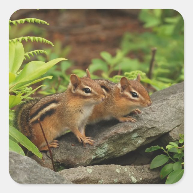 Two Cute Baby Chipmunks Square Sticker (Front)