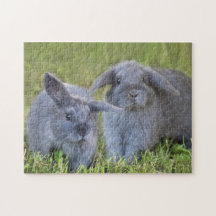 Two Cute Baby Gray Holland Lop Bunny Rabbits