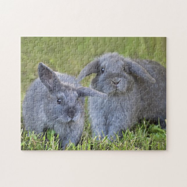 Two Cute Baby Gray Holland Lop Bunny Rabbits Jigsaw Puzzle (Horizontal)